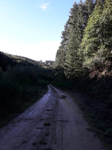 Plütscheid (Naturpark Südeifel Wanderweg Nr. 20)