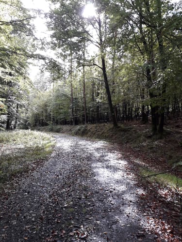 Plütscheid (Naturpark Südeifel Wanderweg Nr. 20)