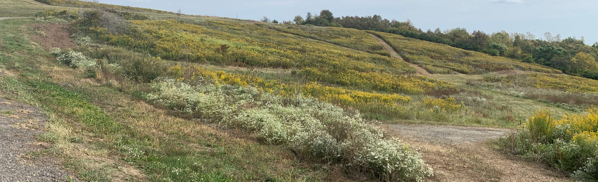 Hilltop Trail, Pennsylvania 80 Reviews, Map AllTrails