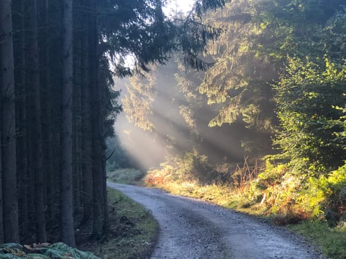 Eifelverein Langerwehe: Wanderweg 71