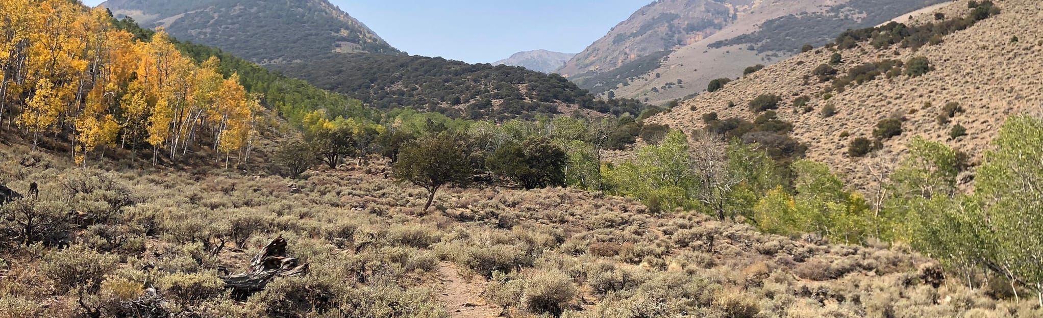 Pine Creek (Alta Toquima Wilderness) Nevada AllTrails