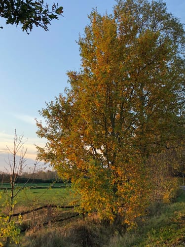 Schwanenroute