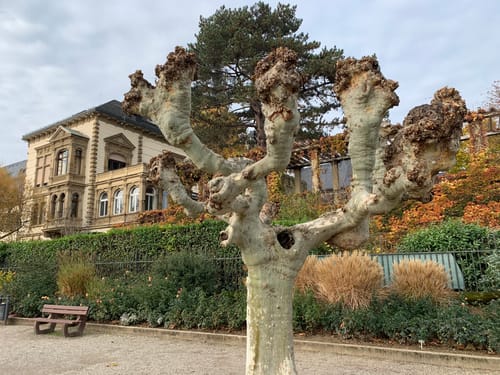 Vom Schloss Biebrich nach Eltville am Rhein entlang