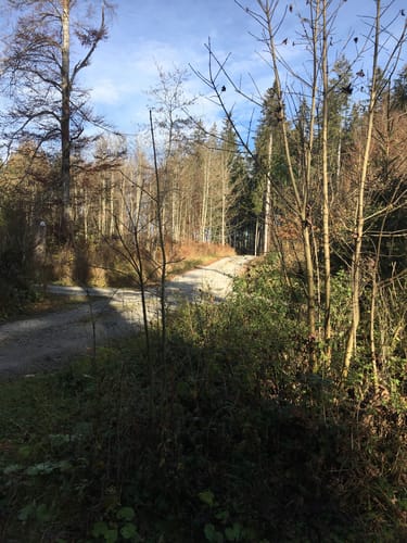 Altdorfer Wald ab Vogt