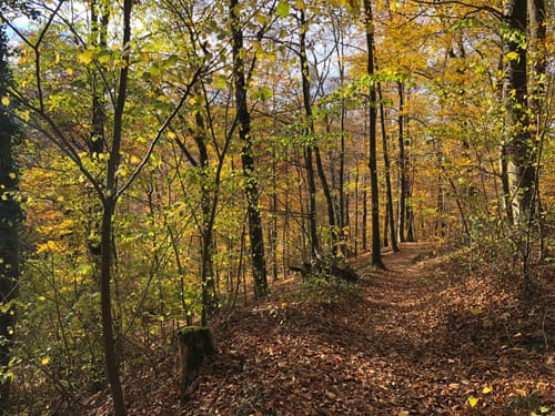 Annweilerer Burgenweg (Premiumwanderweg)