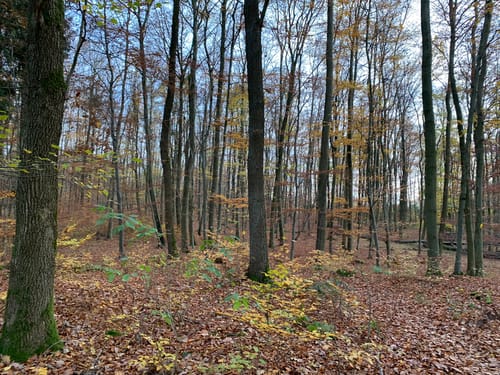 NaturTour Nidda (Premiumwanderweg)