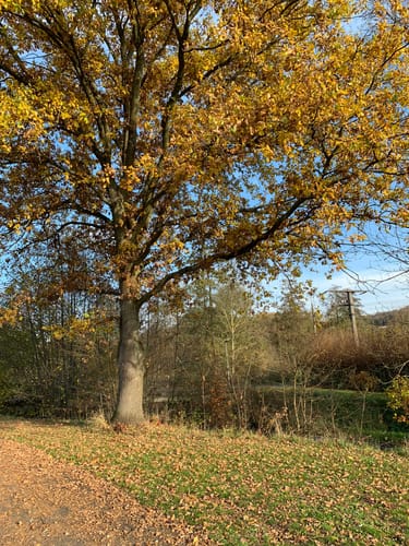 NaturTour Nidda (Premiumwanderweg)