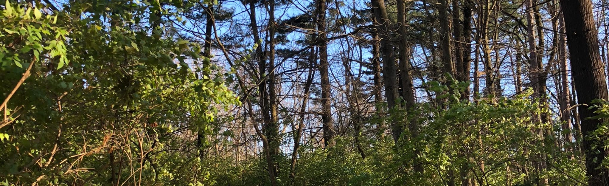 Bridle Trail to Bridal Veils Falls Overlook, Ohio 509 Reviews, Map AllTrails