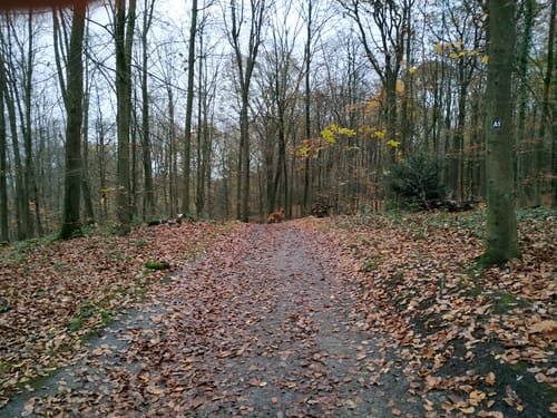 Durch den Schulenburg Wald