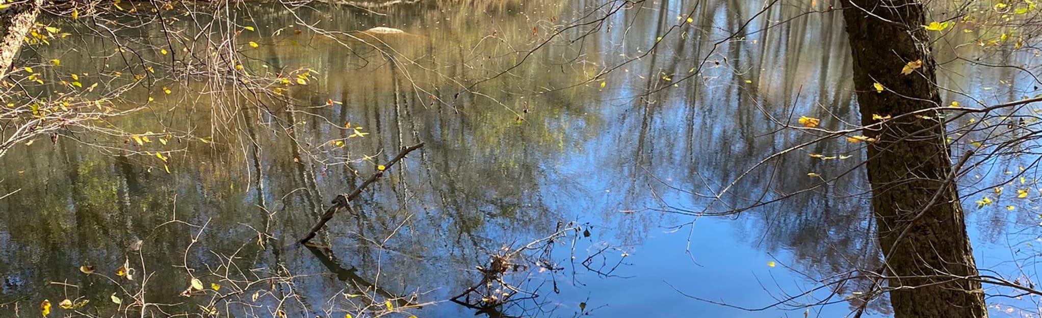 Cove Creek Natural Area Trail, Arkansas 71 Reviews, Map AllTrails