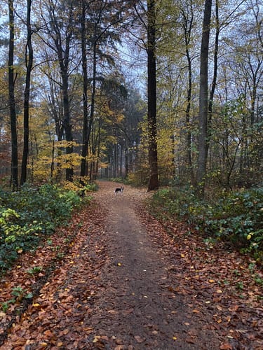 Im Schobüller Wald
