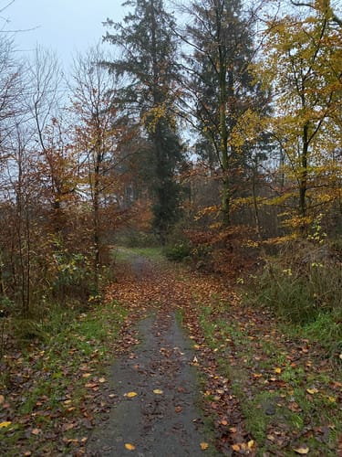 Im Schobüller Wald