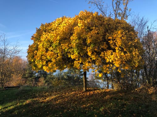 Am Muldestausee