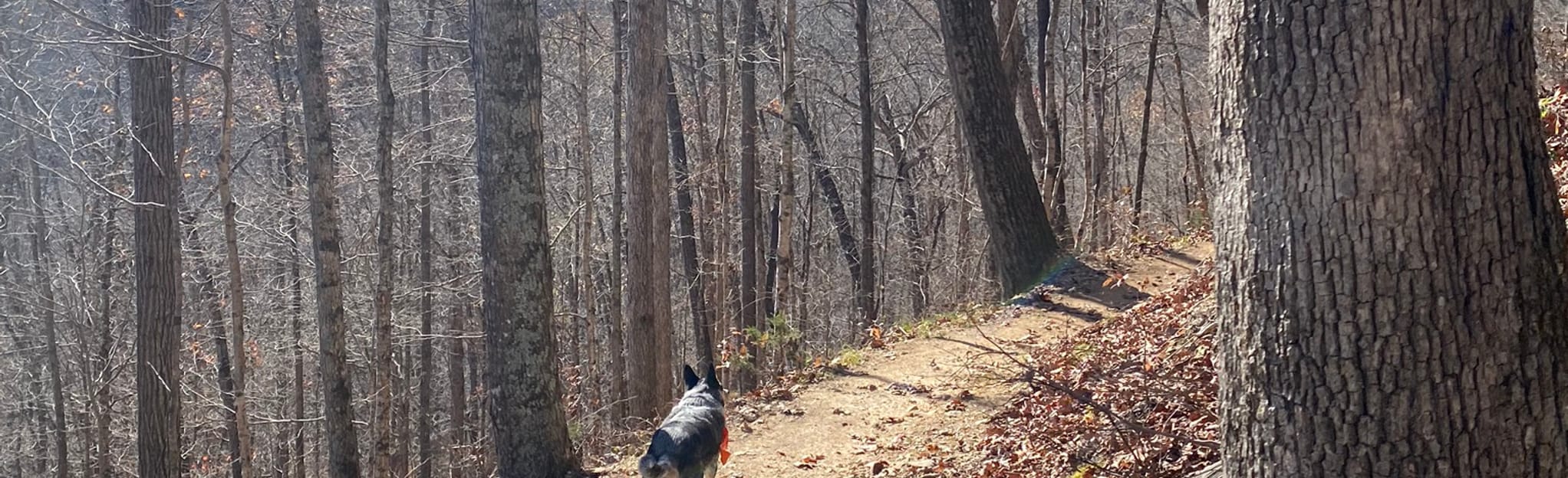 Bushwacker Loop, Kentucky - 19 Reviews, Map | AllTrails