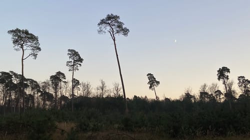 Rundwanderweg zu alten Bäumen