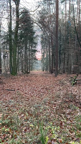 Rundwanderweg zu alten Bäumen