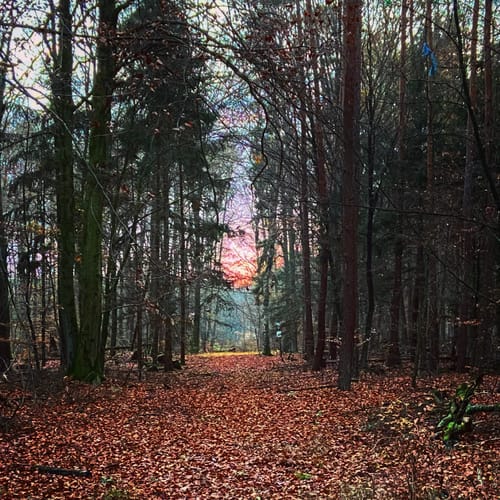 Rundwanderweg zu alten Bäumen