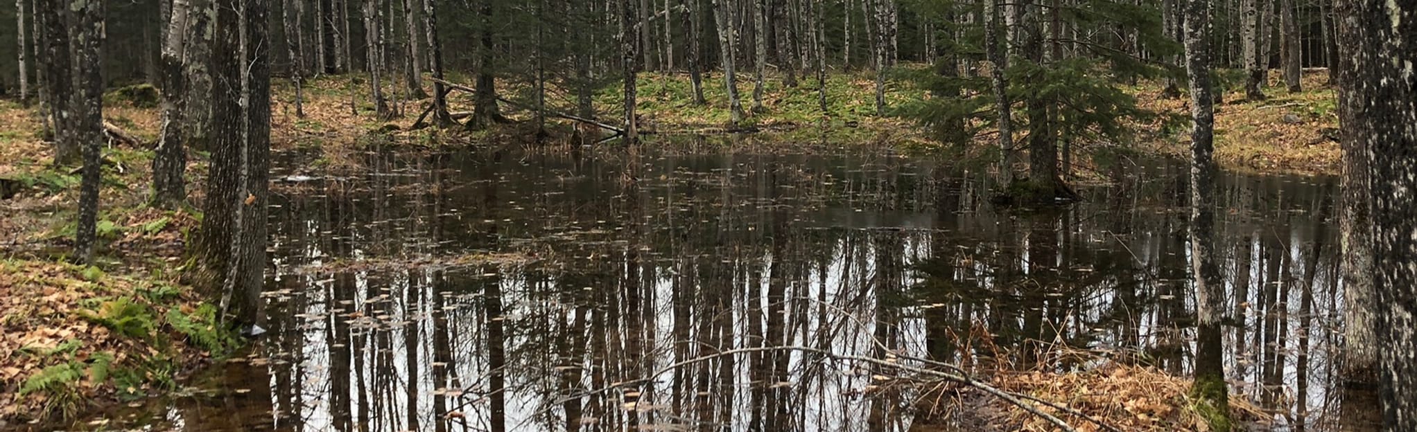 Tory’s Woods Conservation Reserve Loop, Michigan 6 Reviews, Map