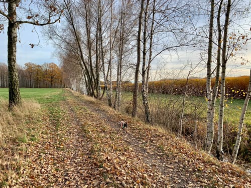 Heide-Teichlandschaft