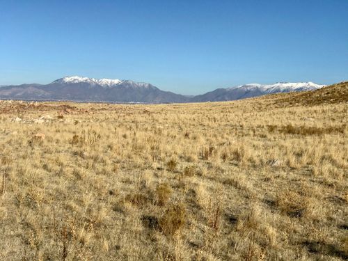 are dogs allowed on antelope island