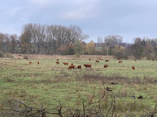 NSG Riddagshausen: Mittelteich und Kreuzteich
