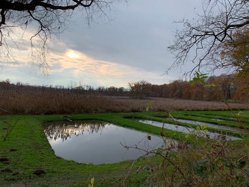NSG Riddagshausen: Mittelteich und Kreuzteich