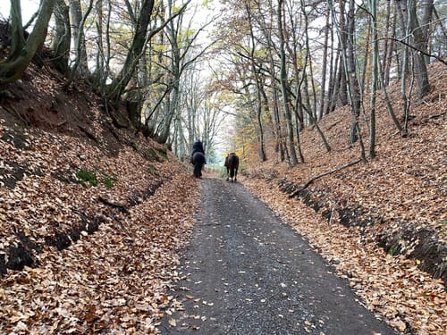 Bauhübel ab Mehlbach