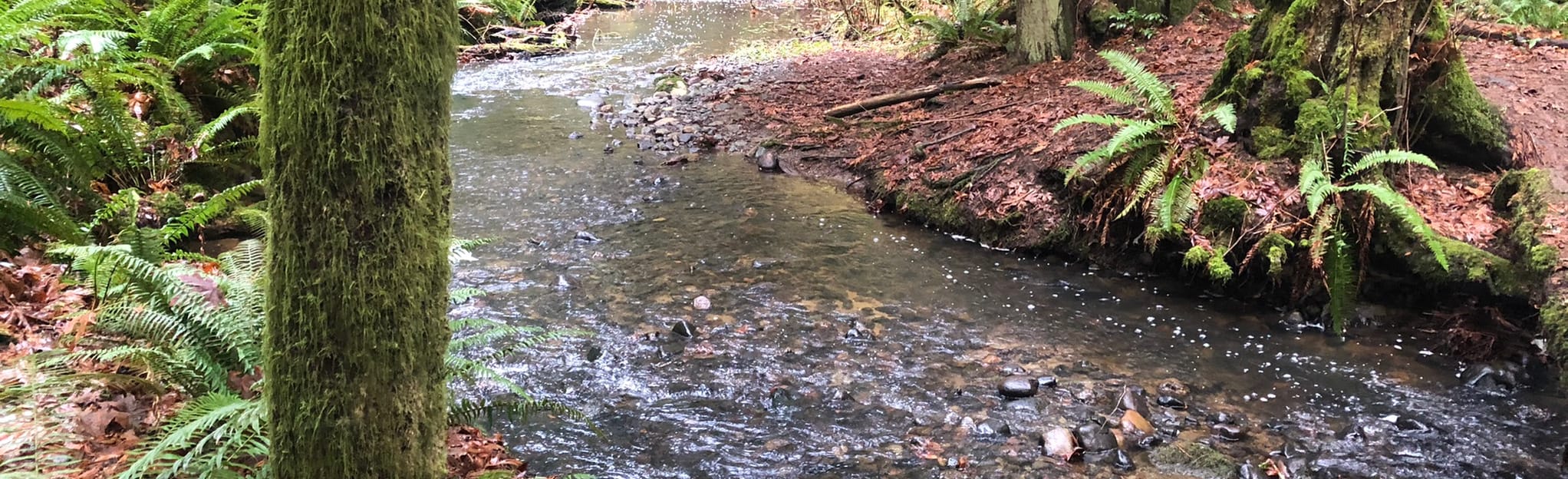 Craig Creek Trail Loop 176 Reviews, Map British Columbia, Canada