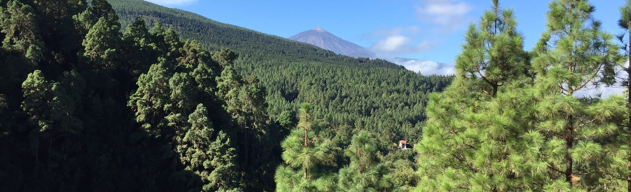La Caldera - Montaña de las Ovejas - Pino Alto - La Orotava - Tenerife ...