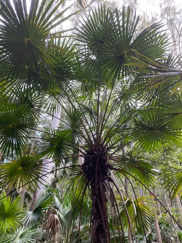 Best River Trails in Wallingat AllTrails