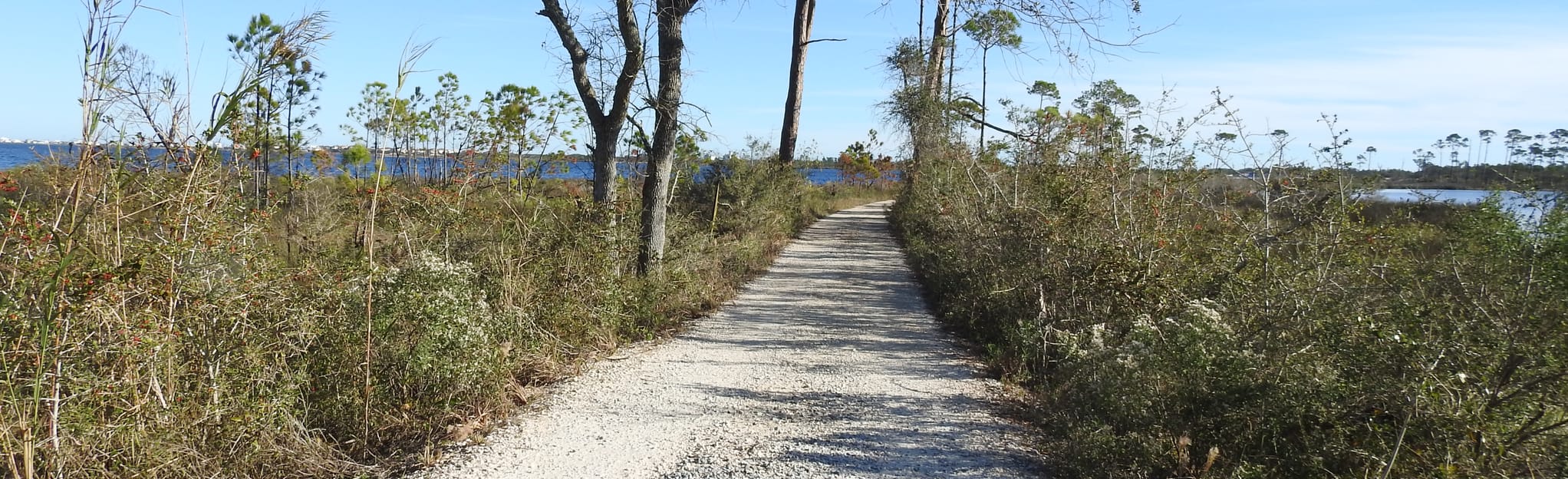 Pine Beach Trail, Alabama - 493 Reviews, Map | AllTrails