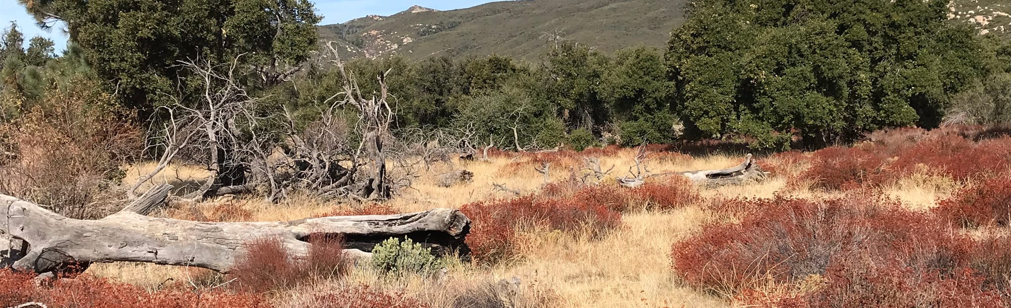 Guatay to Wild Pigeon Flats 9 Reviews, Map California AllTrails