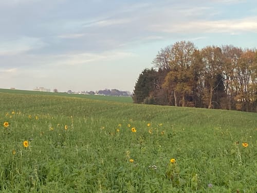 Von Mettman nach Obmettmann
