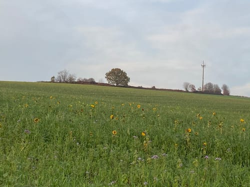 Von Mettman nach Obmettmann
