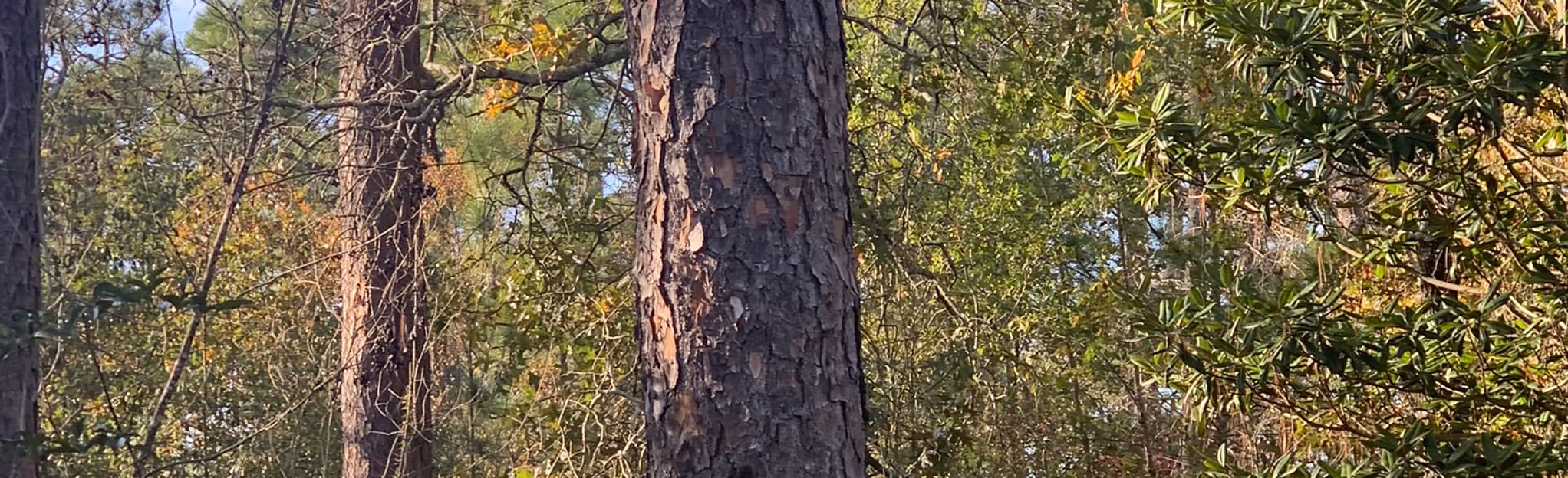 Hitchcock Woods Clark Road Entrance 126 Reviews, Map South Carolina