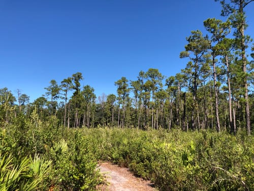 are dogs allowed in florida state forests