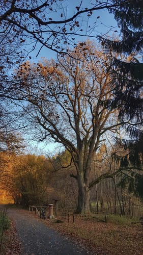 Rosselborn und Mömlingen