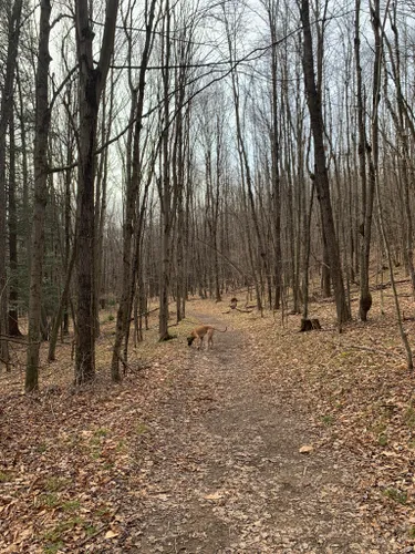 Best Forest Trails in Frostburg | AllTrails