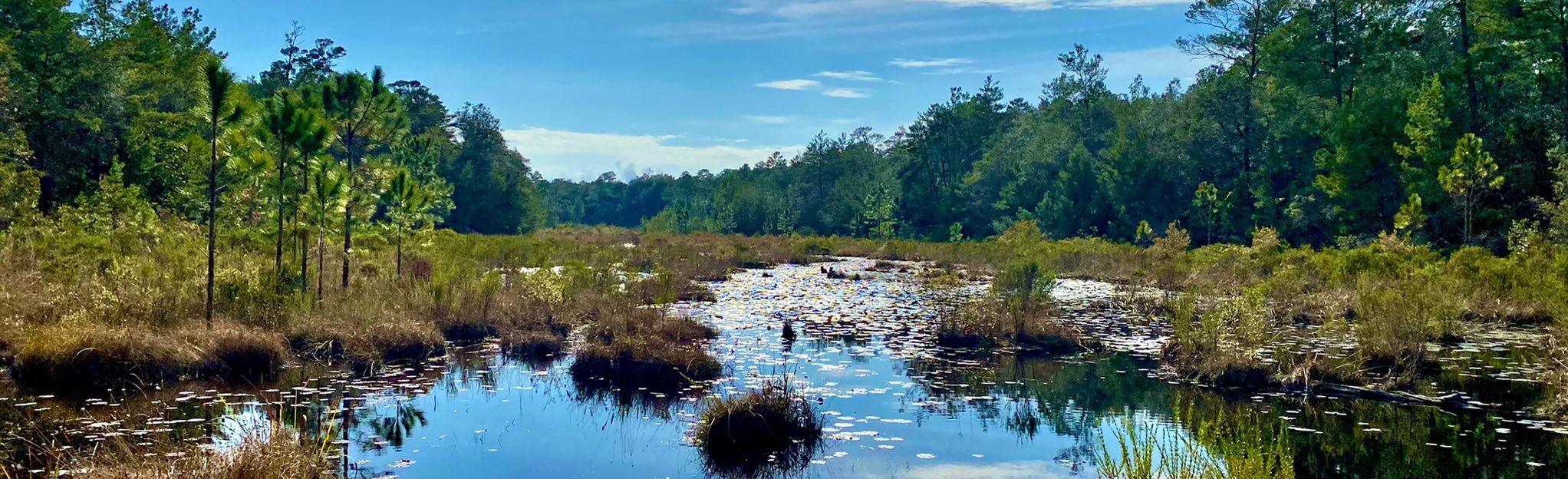 Rocky Bayou Trail, Florida - 111 Reviews, Map | AllTrails