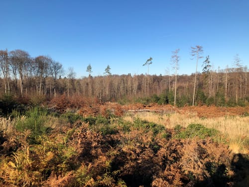 Königsforst Rundweg