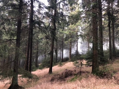 Von Schmücke auf den Schneekopf