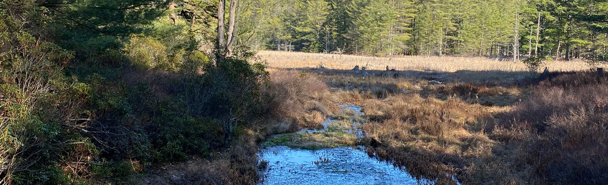 Shoemaker Road to Chuck Keiper Trail and Cranberry Swamp Trail, Pennsylvania Map, Guide