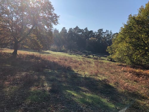 Telegraphenroute Wahner Heide ab Spich