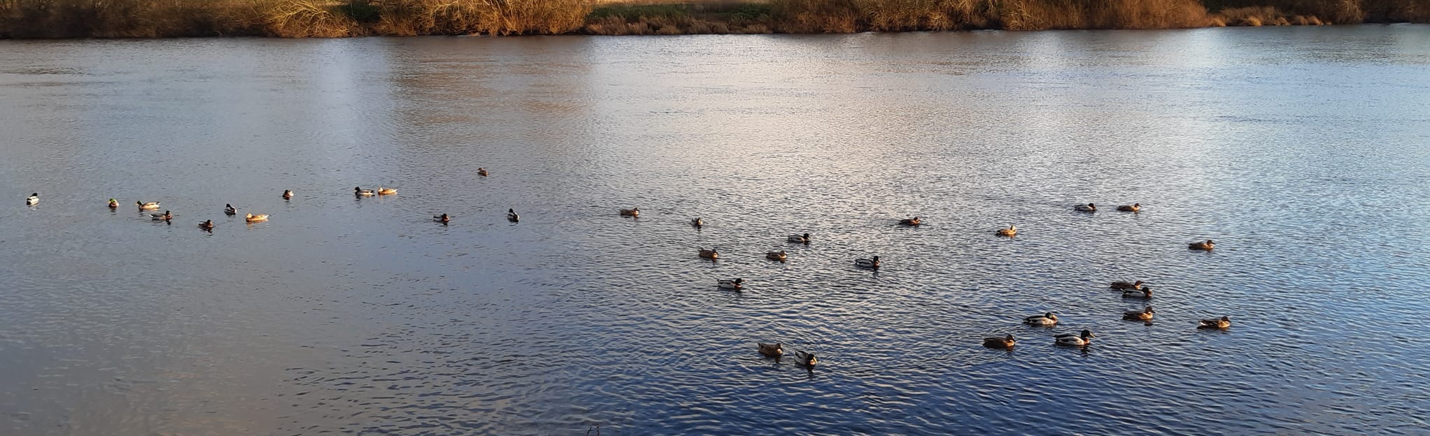 DunhamonTrent Circular 4 Fotos Nottinghamshire, England AllTrails