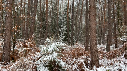 Rundwanderweg zu alten Bäumen