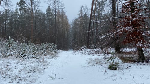 Rundwanderweg zu alten Bäumen