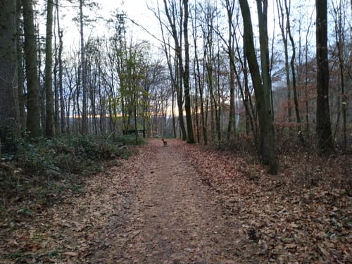 Rund ums Weitmarer Holz
