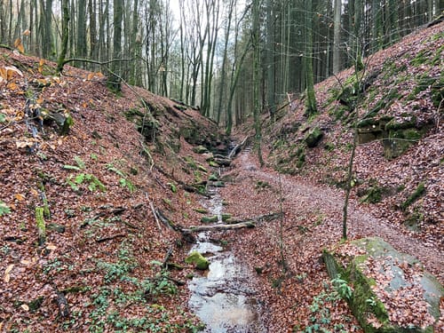 Sagenhafter Waldpfad (Pfalz)
