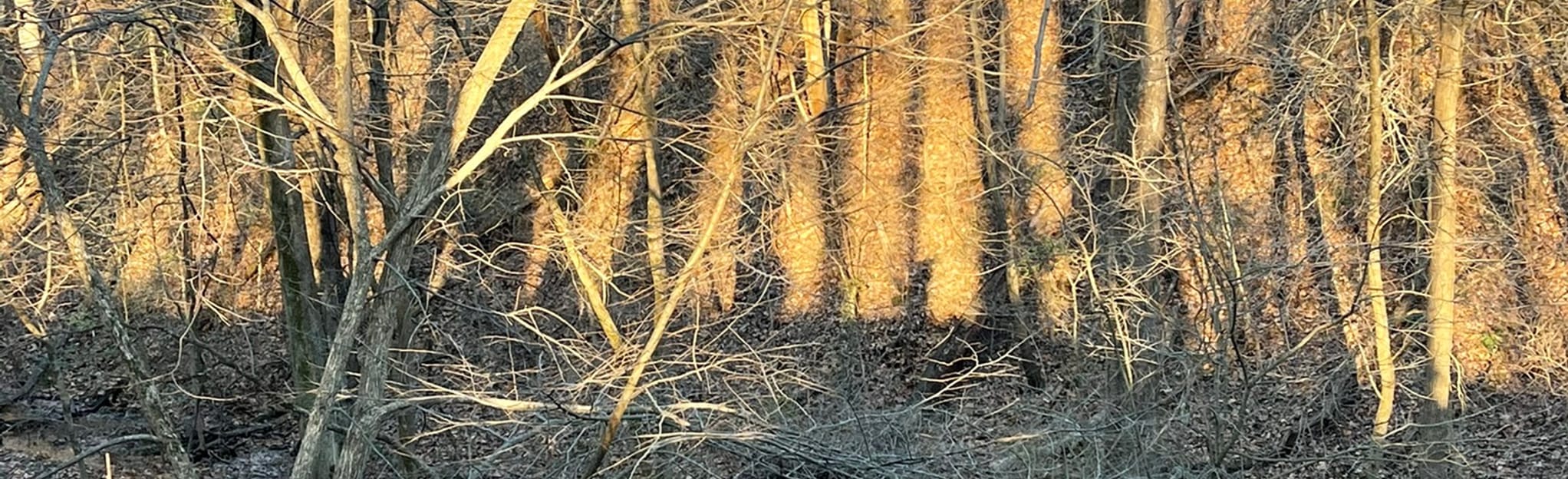 Scales Green Loop, 24 Fotos Indiana AllTrails