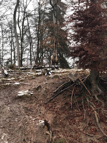 Entringen: Wildgehege und Schloß Hohenentringen